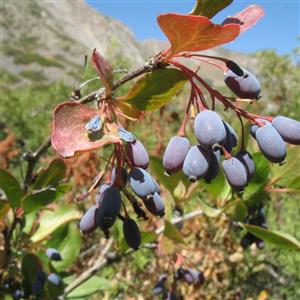 بذر زرشک وحشی 1گرمی