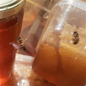 عسل کوهستان روستایی گل گون و اویشن