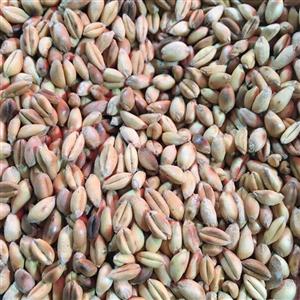 گندم بوداده بی نمک250 گرم