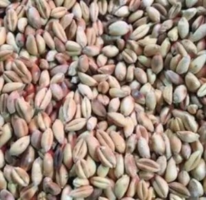 گندم بوداده بی نمک1000 گرم
