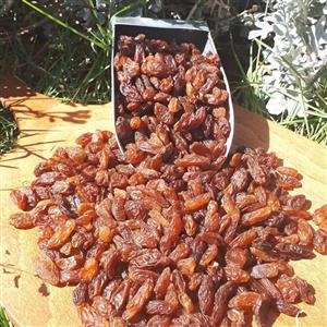 کشمش آفتابی کاشمر،بسته های نیم کیلویی،کاملا پاک شده،تمیز شده و شسته شده و سپس خشک شده
