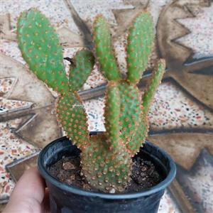 کاکتوس مطبق (chenille prickly pear )