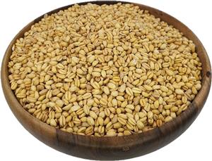 گندم بو داده و کم نمک تازه و ممتاز 500 گرم 
