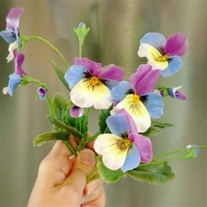 گل بنفشه سه رنگ کد 2 خمیری (پک هفت شاخه ) هر شاخه یک گل یک غنچه دوبرگ دارد