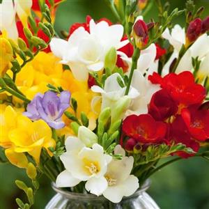 پیاز گل معطر فرزیا خیلی درشت(5 عددی)