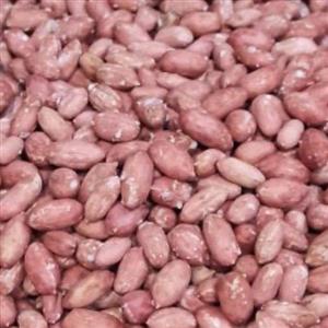 بادام زمینی محصول  1401بوداده وبرشته تازه