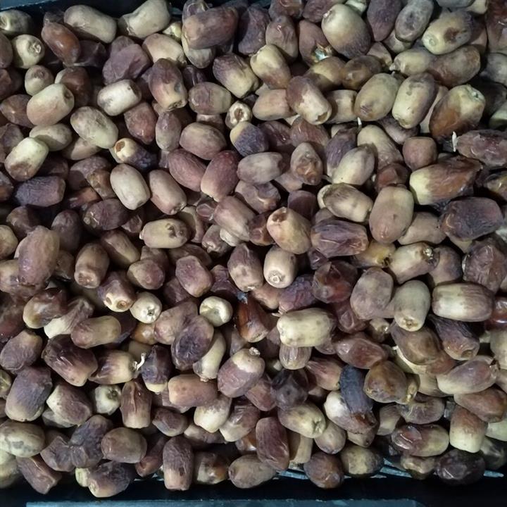 خرما زاهدی فله