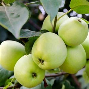 بذر درخت سیب