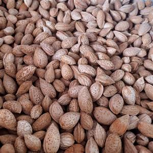 بادام کاغذی