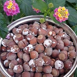 فندق برشته نمکی (بوداده) اشکورات بسته یک کیلویی