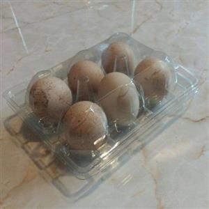 تخم کبک خوراکی تازه پک 6 عددی