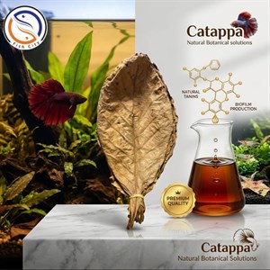 برگ کاتاپا آکواریوم