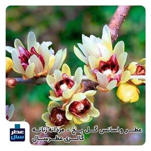 عطر گل یخ در حجم اسپری 5.5 میل ممتاز یا 4 میل رولی (اسانس خالص گل یخ) (توضیحات ملاحظه شود)
