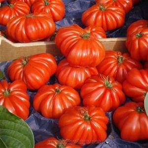 بذر گوجه چروک قرمز درختی