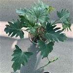 برگ انجیری فر - سطل 10- همراه با گلدان سفالی-دو بوته