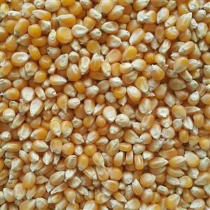 ذرت (5 کیلو)