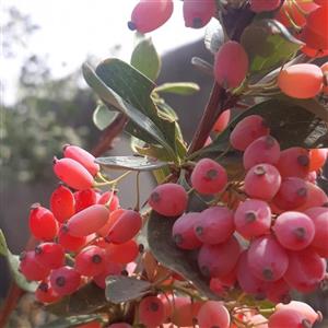 زرشک خشک محصول زعفران سپیده دم شمس 