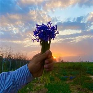 پیاز سنبل معطر(پک 10 پیازی)