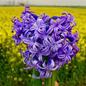 پیاز سنبل معطر(ممتاز-پک 30 پیازی)