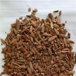 مغز زبان گنجشک ( 1 کیلوگرم ) میوه یا بذر زبان گنجشک