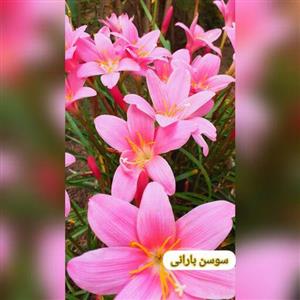 پیاز گل سوسن بارانی صورتی  (4پیاز ) هزینه ارسال پس کرایه تیپاکس