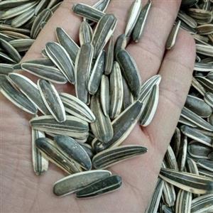 تخمه آفتابگردان ممتازدورسفیدبدون پوت و خرابی تازه و یکدست  درشت و مجلسی  مناسب مهمانی های شما طعم واقعی تخمه  ارگانیک
