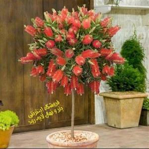 بذر درخت شیشه شور (محصول جدید غرفه) (50 عدد بذر بالغ)