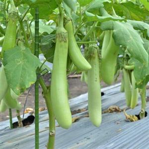 بادمجان سبز قلمی