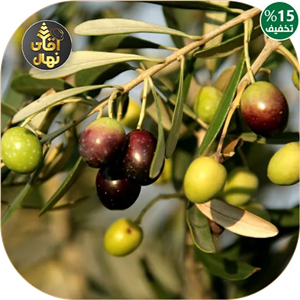 نهال زیتون الک ترکیه وارداتی