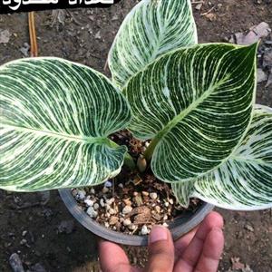 فیلودندرون برکین