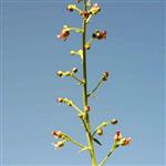 بذر سیم اوتی (بسته 10 عددی) Scrophularia variegata