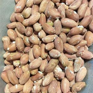 بادام زمینی سایز متوسط تازه خوشمزه تولید 1401