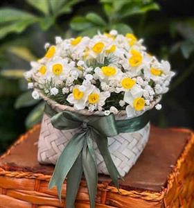 جعبه گل نرگس 210