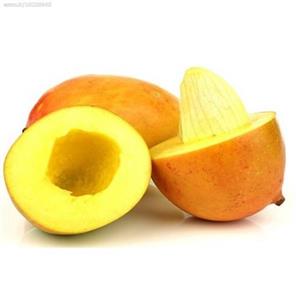 نهال انبه مصری