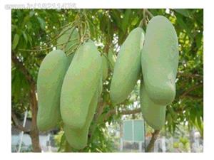 نهال انبه سبز تایلندی غول