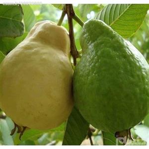 نهال گواوا زرد گلابی