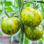 green zebra tomato بذر گوجه سبز زبرا 