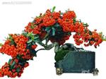 Orange Pyracantha Bonsai  بذر بنسای پیراکانتا