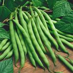 Green beans  بذر لوبیا سبز پربار امریکایی