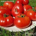 بذر گوجه فرنگی موچامیل قرمز 5 عددی