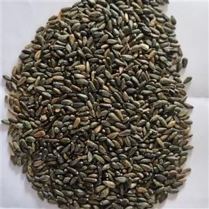 بذر کنگر فرنگی (آرتیشو)