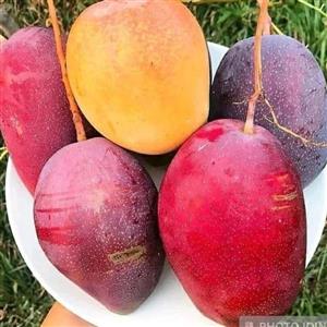 نهال انبه قرمز