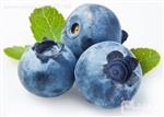 بذر بلوبری آمریکای شمالی Northern Blue Berry