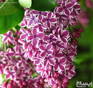 5 عدد بذر گل یاس خوشه ای Syringa Vulgaris 