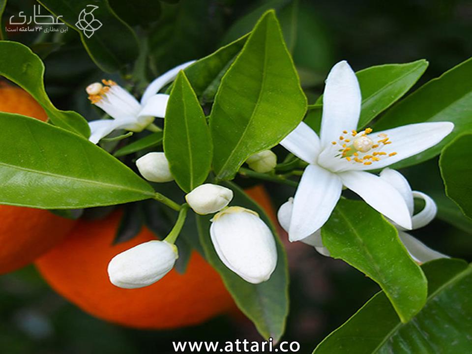 بهار نارنج خشک فله ای