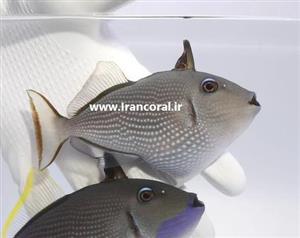 ماشه ماهی گلو آبی نر