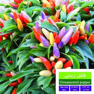 بذر فلفل زینتی بذر طلایی رویان