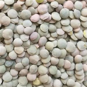 عدس مغان درجه یک (1 کیلویی)