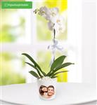 ارکیده Phalaenopsis تک شاخه در گلدان شخصی (ترکیه) کد 90049 