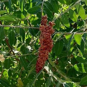 سماق قرمز خوشه ای فله